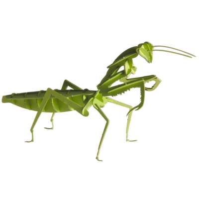 Chamäleon 3D-Papiermodel Fridolin